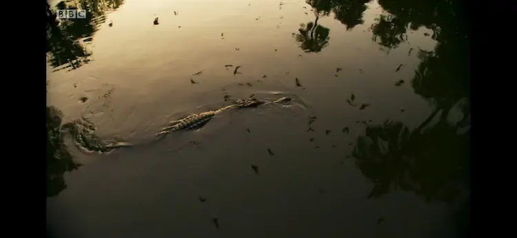 Freshwater crocodile (Crocodylus johnstoni) as shown in Seven Worlds, One Planet - Australia